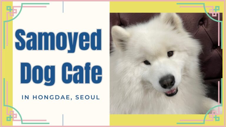 Samoyed Dog Cafe